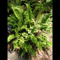 Polystichum Munitum (fam Dryopteridacees) (Ouest de l'Amerique du Nord) (01)